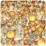 Псилоцибиновые (галлюциногенные) грибы в Иваново Psilocybin "Golden Teacher" Псилоцибиновые (галлюциногенные) грибы в Иваново Psilocybin "Golden Teacher"