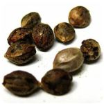 Семена марихуаны АК-47 (Seeds AK-47) в Иваново Семена марихуаны АК-47 (Seeds AK-47) в Иваново